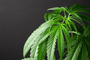 What you need to know - the health effects of cannabis