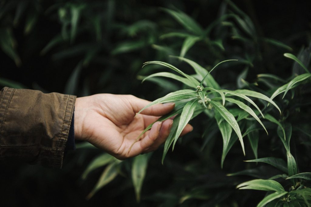 What products can be made from hemp?