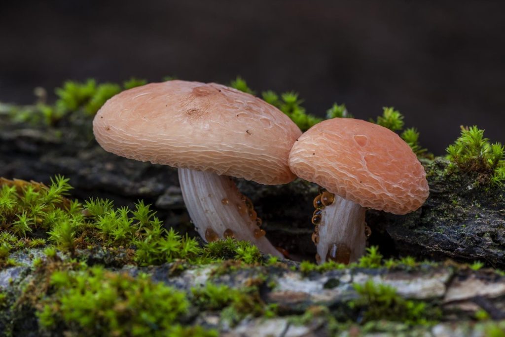 The magical mushroom that created the mushroom Boom