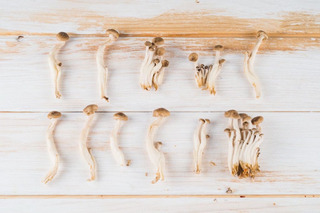 What Magic Mushrooms Do For Your Body And Brain