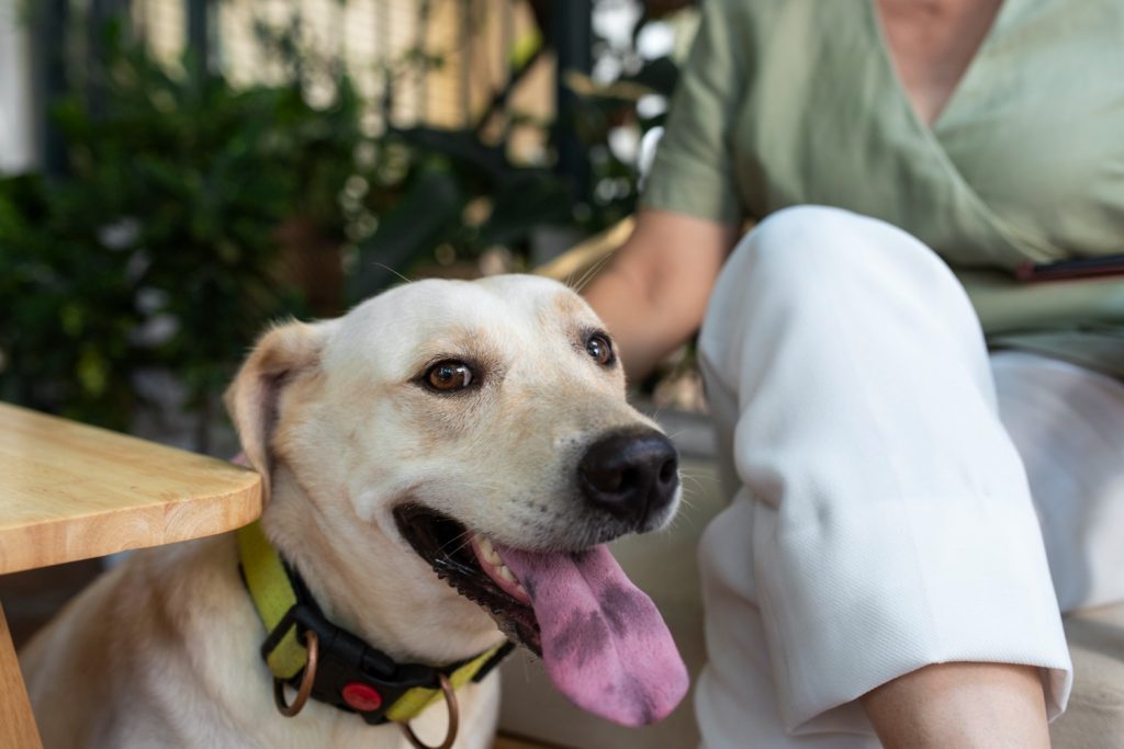 What Is Pet CBD? How It Improves Your Pet’s Quality Of Life