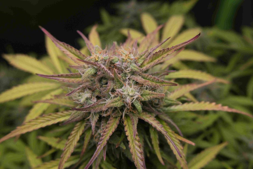 Will Mold Affect Weeds?